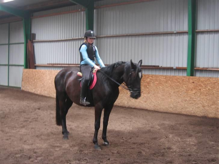 Hannoveraner Gildbjerg´s Black Chanti billede 12