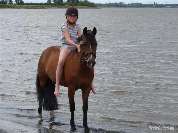 New Forest Miss Maren (tidl. pony) - Sofie første skønne  ridetur på Sacha hos Christine på Fyn billede 3