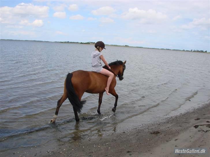 New Forest Miss Maren (tidl. pony) - Sofie´s første ridetur på stranden, det er bare for lækkert, tænk at kunne ride ved vandet til hverdag. billede 4