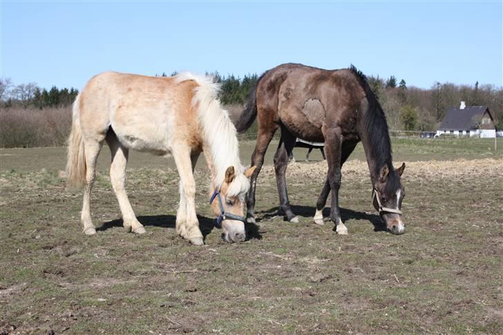 Haflinger alanas ramona - solgt- billede 8