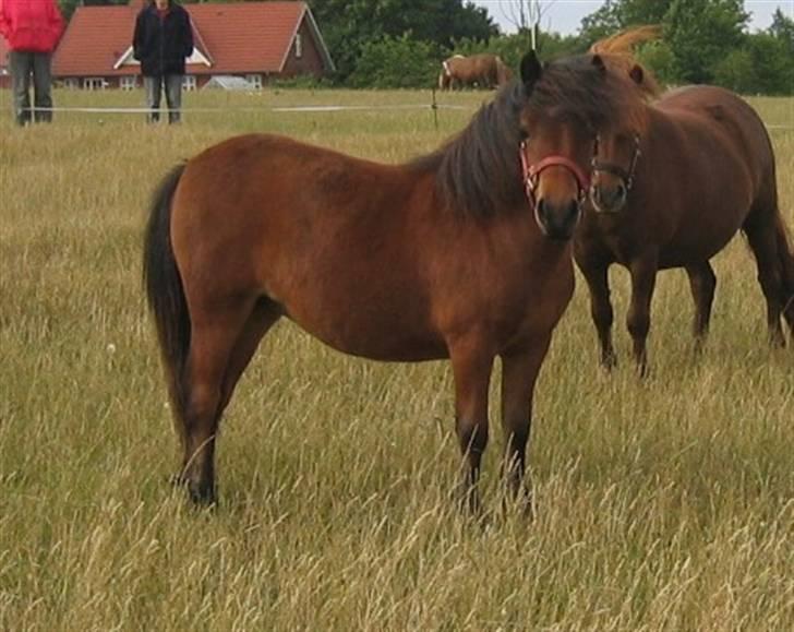 Shetlænder Nørbæks Milla billede 1