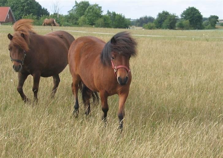 Shetlænder Nørbæks Milla billede 2