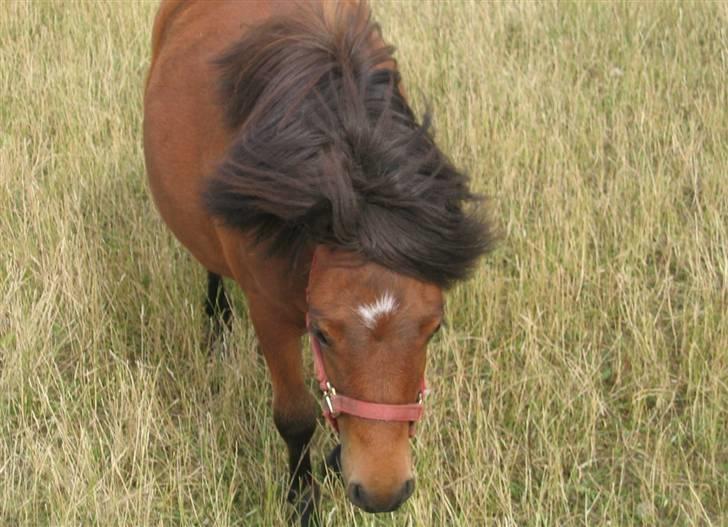 Shetlænder Nørbæks Milla billede 3