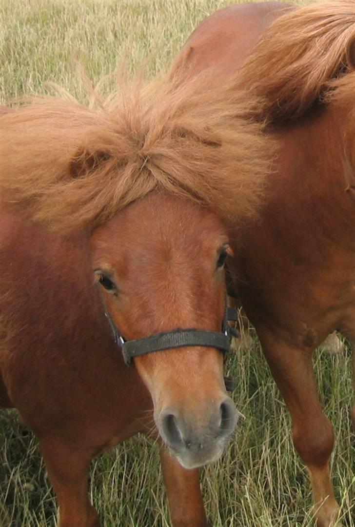 Shetlænder Nørbæks Totter billede 1