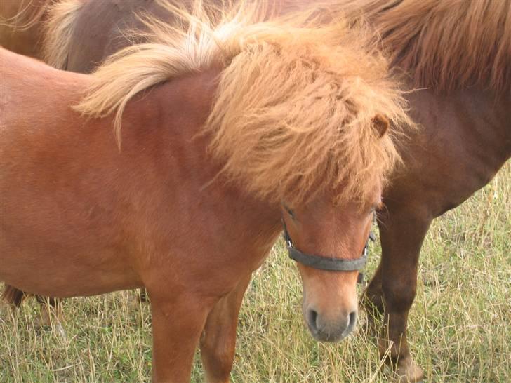 Shetlænder Nørbæks Totter billede 2