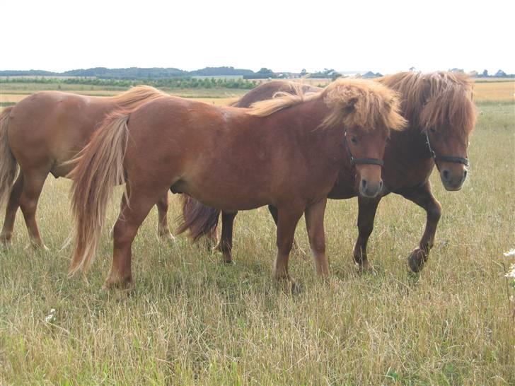 Shetlænder Nørbæks Totter - totter og halvsøsteren nulle billede 3