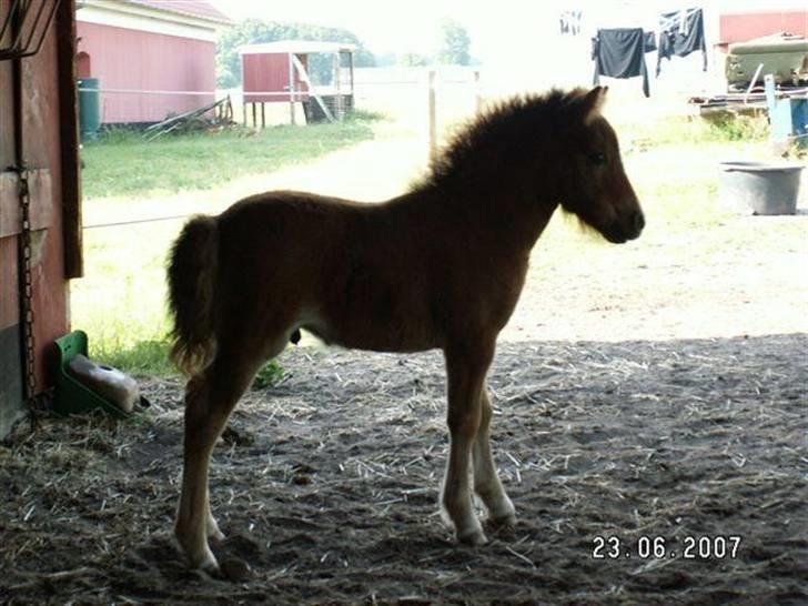 Shetlænder Nørbæks Totter billede 4