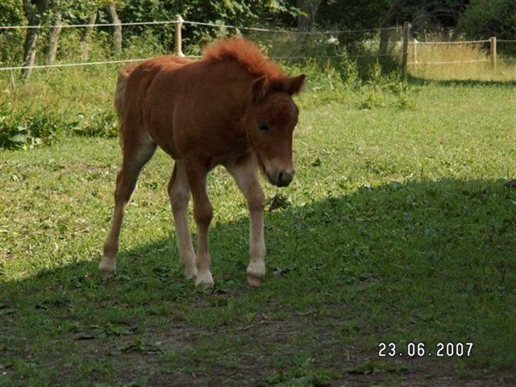 Shetlænder Nørbæks Totter billede 5