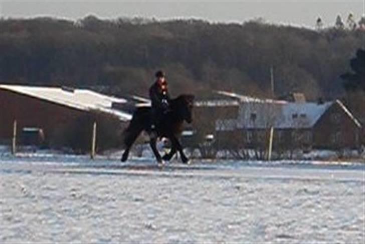 Islænder Hrafn fra Oddakoti - Trav d. 2 Januar 2010 Foto; Henriette billede 4