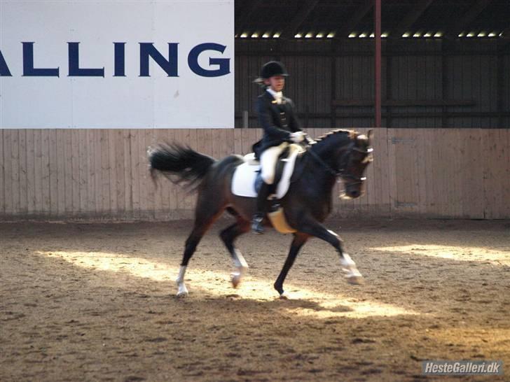 Westfaler Navoy (Nalle) - Stævne i Lem :) fotograf sissel :D <3 billede 11