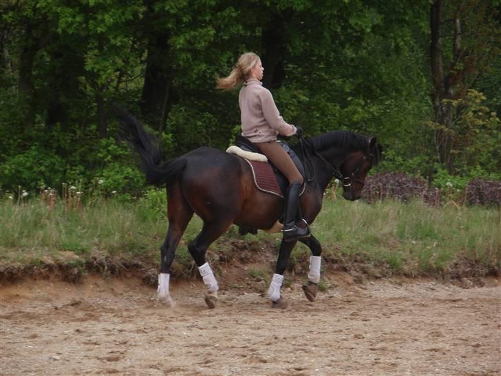 Westfaler Navoy (Nalle) - træning hos Lise  billede 12