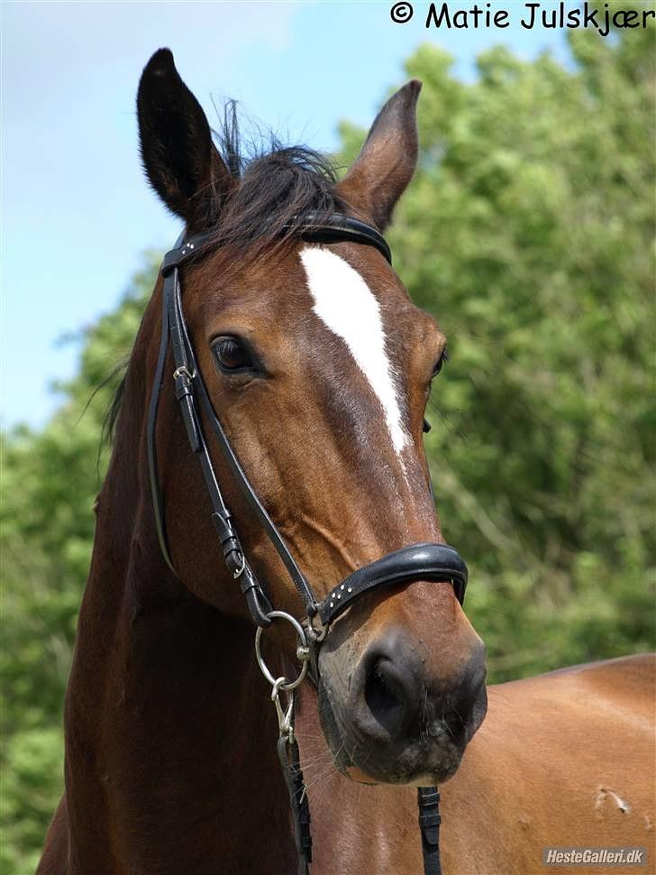 Oldenborg Bøgelunds Ulex -Solgt :(- - 1). Ulle på sommergræs (: Taget af Matie billede 1