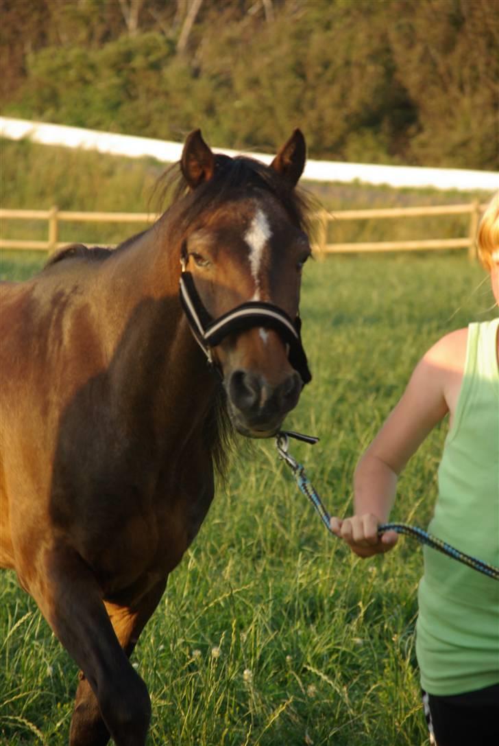 Welsh Pony af Cob-type (sec C) Smokie billede 16