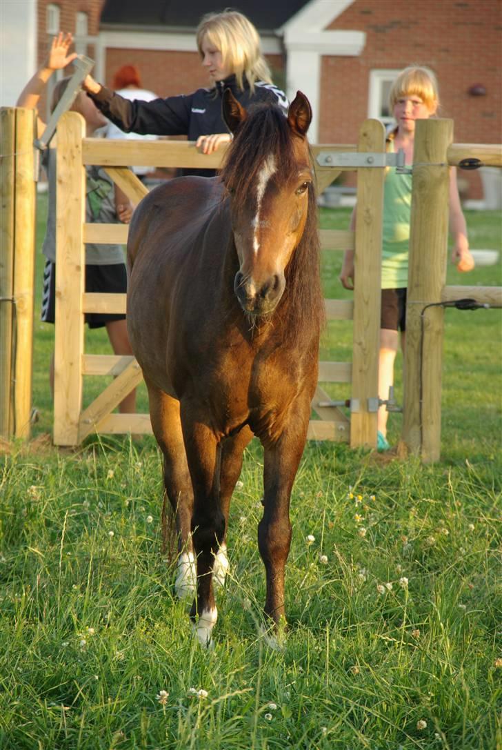 Welsh Pony af Cob-type (sec C) Smokie billede 17