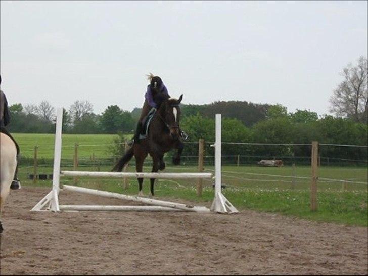 Oldenborg Bøgelunds Ulex -Solgt :(- - 10). Han kunne også springe! Taget af Trine B billede 10