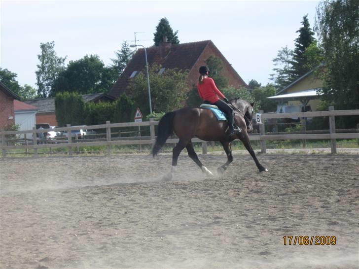 Oldenborg Bøgelunds Ulex -Solgt :(- - 12). Til træning, ved godt man ikke rigtigt kan se det, men synes det skulle ind :) Fotograf: Trine B billede 12