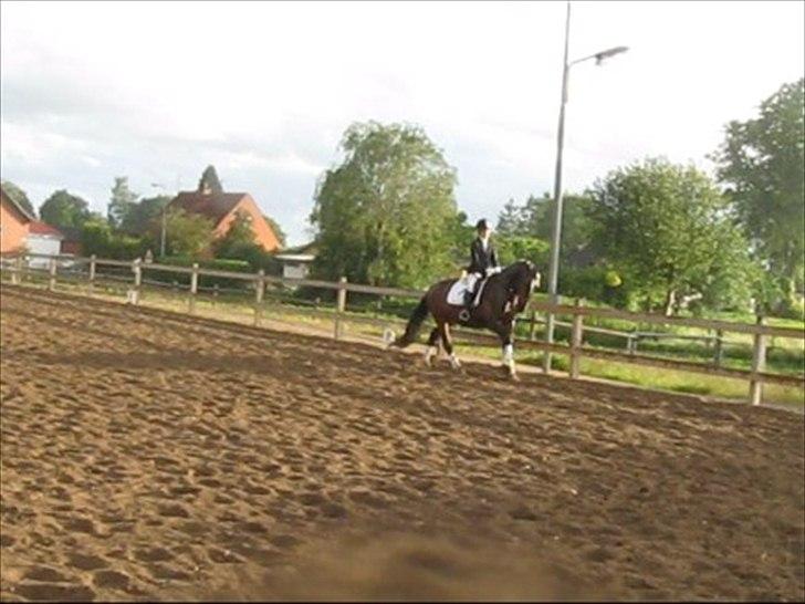 Oldenborg Bøgelunds Ulex -Solgt :(- - 13).Sidste stævne sammen s: billede 13