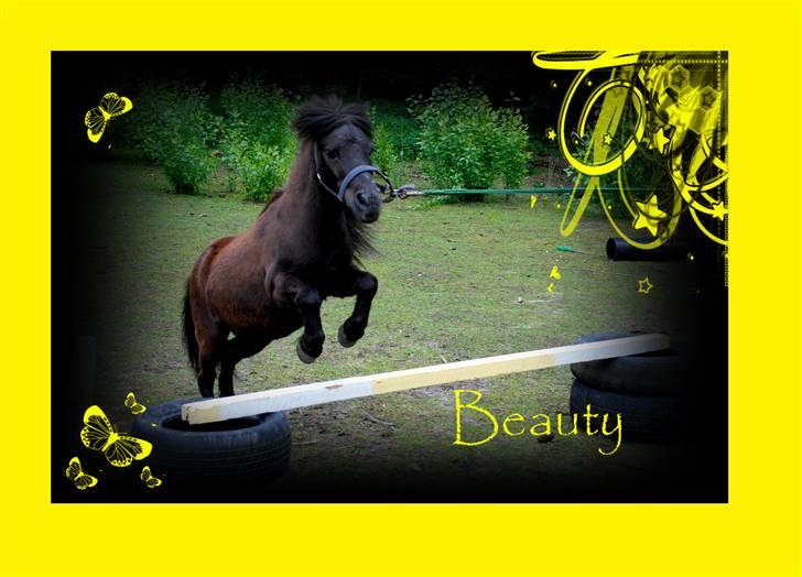 Shetlænder Beauty savner dig !! <3 - velkommen til Beauty´s profil:) foto: trine B #1 billede 1