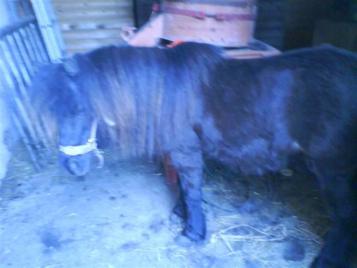 Shetlænder Beauty savner dig !! <3 -  (-:  foto: mig #2 billede 2