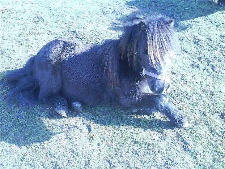 Shetlænder Beauty savner dig !! <3 - her ligger hun ude i folden(-: foto: mig #3 billede 3