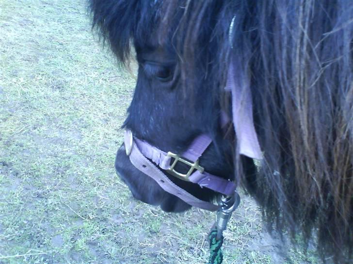 Shetlænder Beauty savner dig !! <3 - her er hendes smukke ansigt (-: foto: mig #4 billede 4