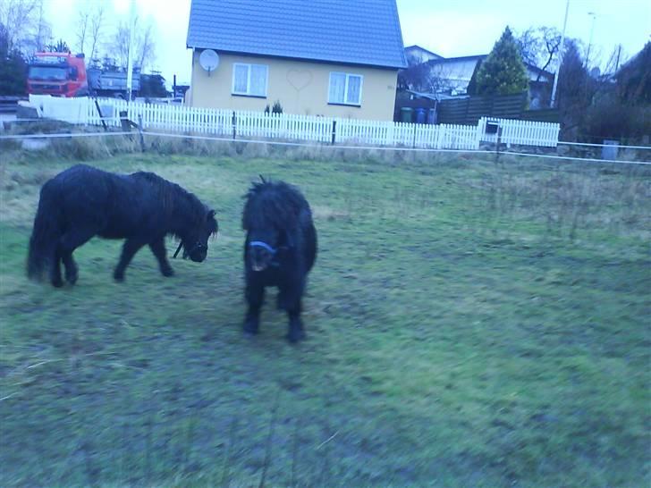 Shetlænder Beauty savner dig !! <3 - beauty og komet:) foto: mig #5 billede 5