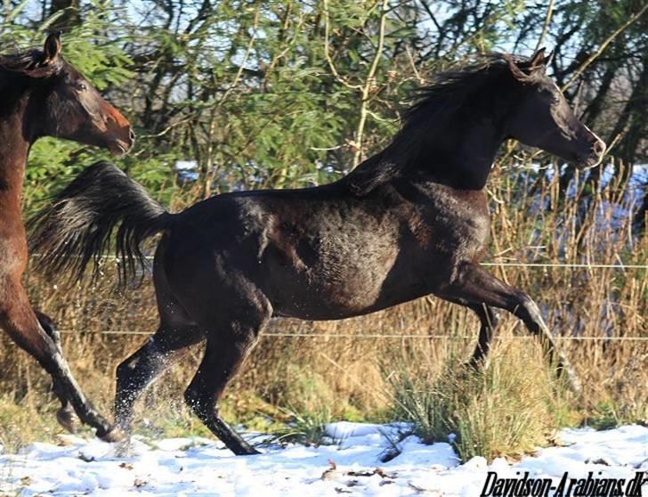 Arabisk fuldblod (OX) A'mir El Zhallan . - Vinter 2010 billede 13