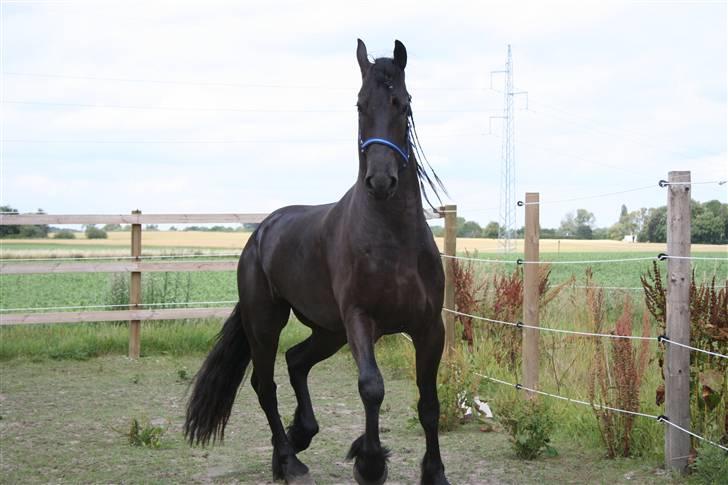 Frieser Suwert fán der Byl Ster  billede 7