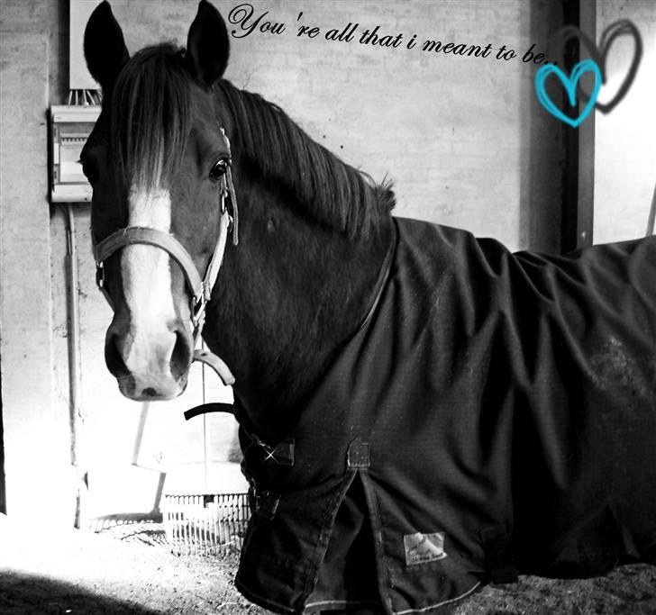 Hollandsk Sportspony MANPOWER LUDINGA - Sommeren 2008. billede 8