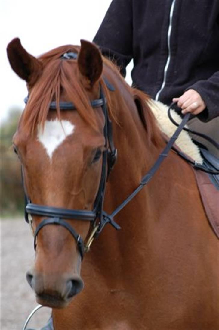 Dansk Varmblod Gallicia billede 9