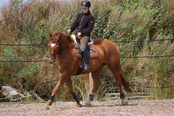 Dansk Varmblod Gallicia billede 10