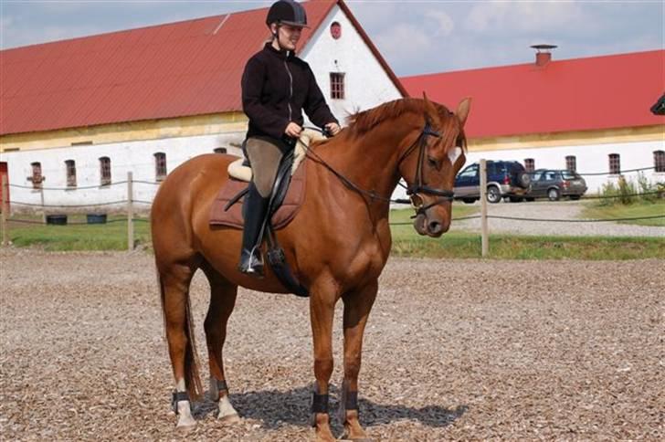 Dansk Varmblod Gallicia billede 11