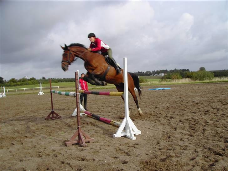 Dansk Varmblod Galliano billede 6