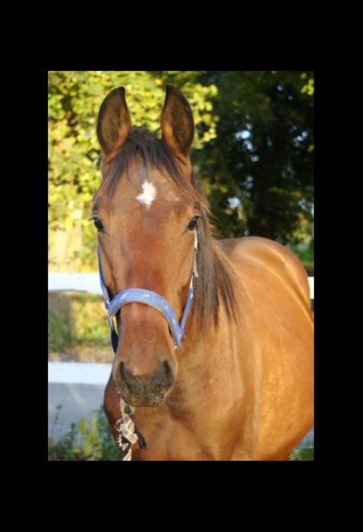 Anden særlig race Bacardi billede 8