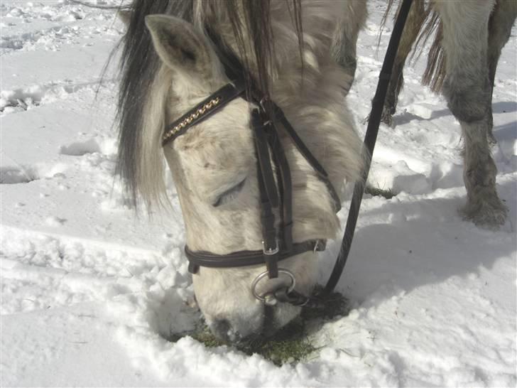 Welsh Mountain (sec A) Silver Sprite "naboens"<3 - vinter 07<33 hehe den er sulten efter græs og der er sne:) hvad gør man?? :D ja silver har fundet ud af det:) billede 18