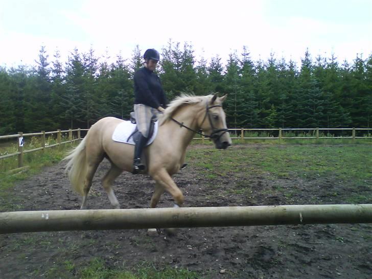 Palomino Hedelykkes Odessa SOLGT billede 8