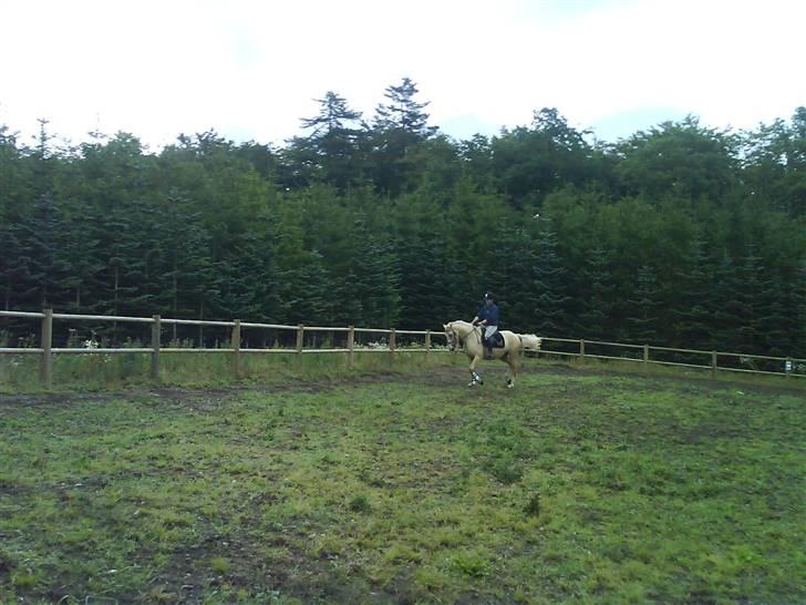 Palomino Hedelykkes Odessa SOLGT - Hun er mega dejlig at ride på billede 9