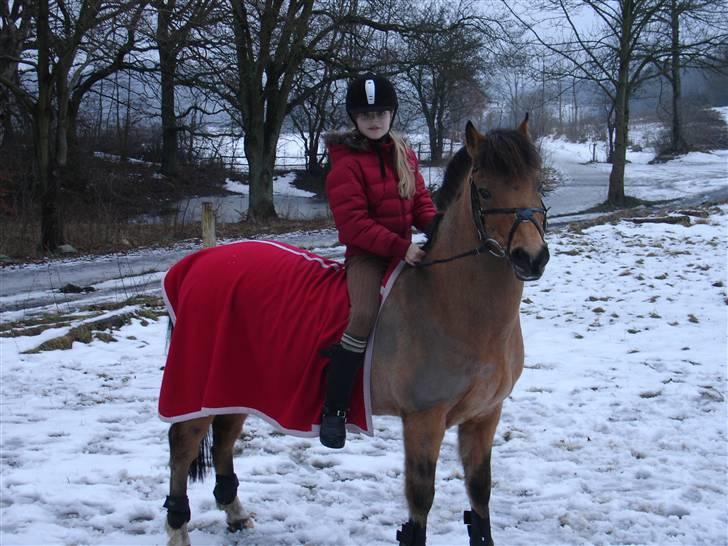 Irsk Sportspony Yellow Star solgt - den første vinter med yellow da jeg fik ham for 4 år siden <3 billede 10