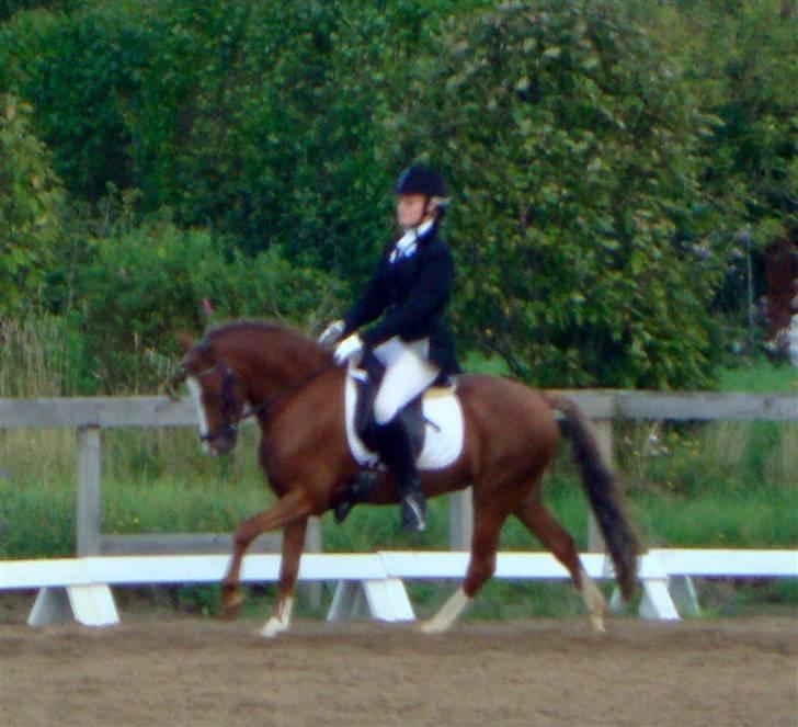 Welsh Pony (sec B) Låddenhøjs Swingboy SOLGT billede 16