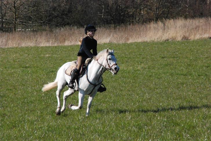Welsh Partbred (Sec F) Emdegårdens Herculessolgt - vild galop på vågemosegård (der hvor vi står nu) på marken <3 billede 5