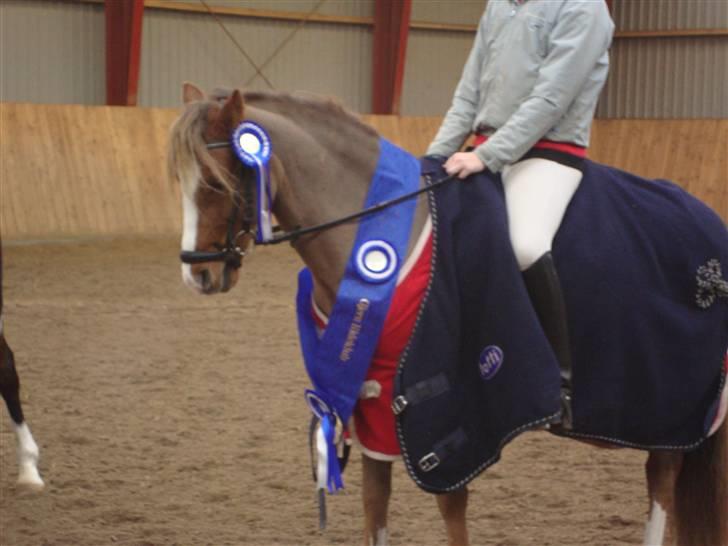 Welsh Pony (sec B) Låddenhøjs Swingboy SOLGT - Ida og Swing boy 2. plads i GER efterårs cup. ;D billede 17