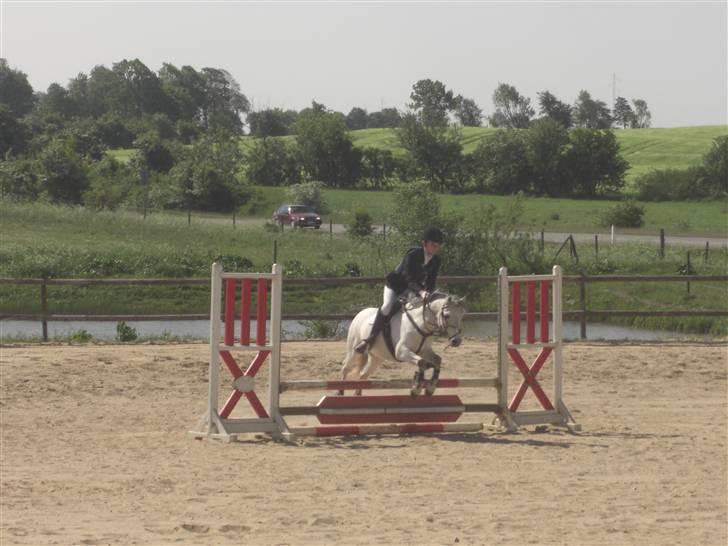 Welsh Mountain (sec A) Silver Sprite "naboens"<3 - Stævne i KOOR<3 billede 20