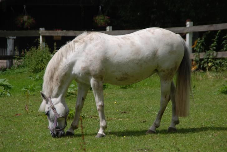 Welsh Mountain (sec A) Josefine smedegård solgt - jose på fold <3  billede 1