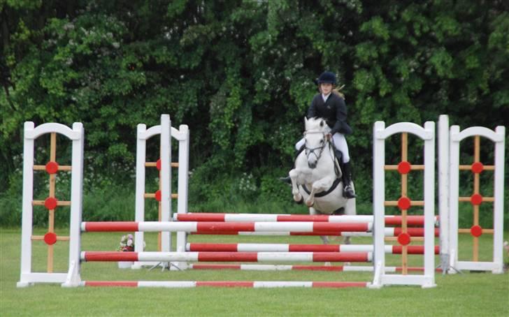 Welsh Mountain (sec A) Josefine smedegård solgt - der havde jeg næsten lige fået hende kunne ingen ting  billede 2
