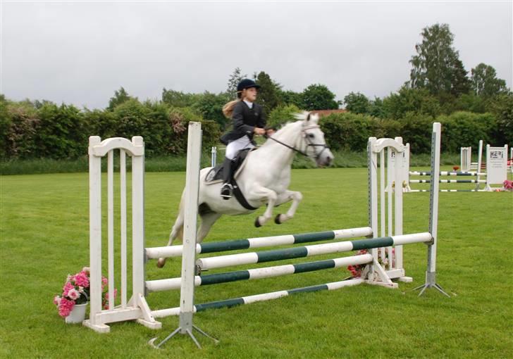 Welsh Mountain (sec A) Josefine smedegård solgt - kunne ingen ting der havde næsten lige fået hende billede 3