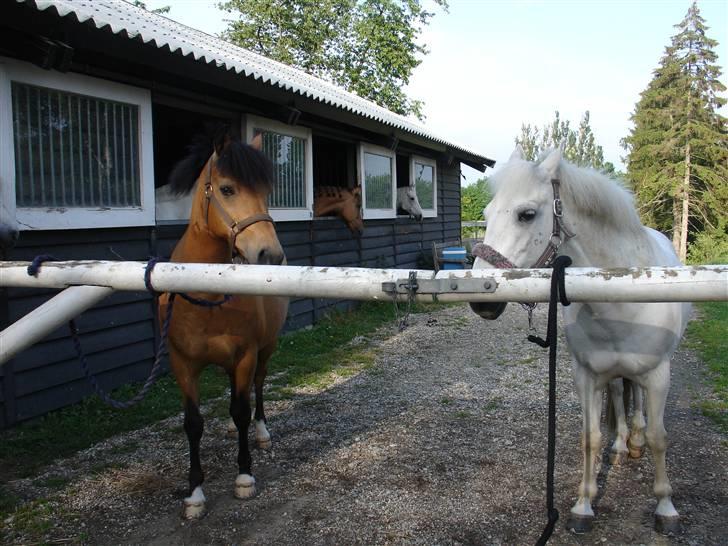Welsh Mountain (sec A) Josefine smedegård solgt - står sammen med yellow elsker dig yellow & jose <3 billede 4