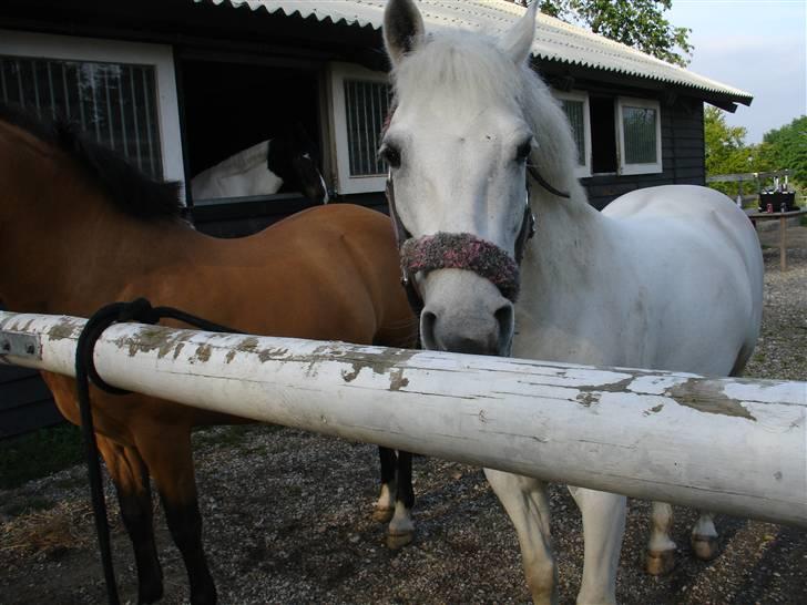 Welsh Mountain (sec A) Josefine smedegård solgt - lillé jose smukke pige ved siden af yellow <3 billede 5