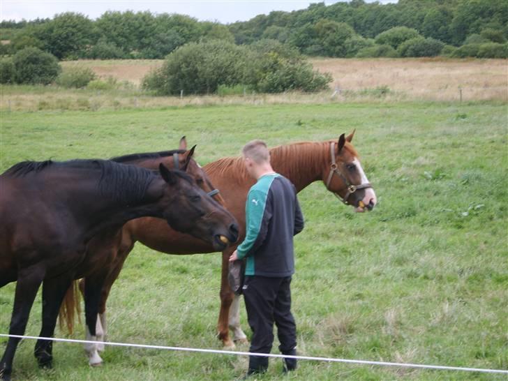 Dansk Varmblod Ressie "Solgt" billede 5