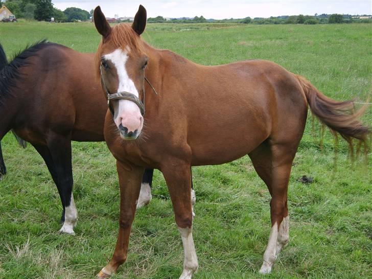 Dansk Varmblod Ressie "Solgt" billede 6