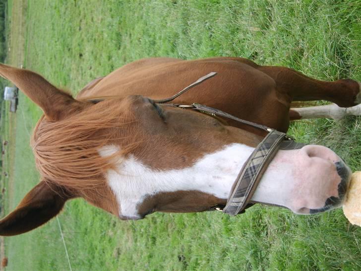 Dansk Varmblod Ressie "Solgt" billede 7